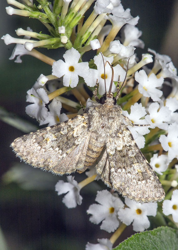 Noctuidae - Hecatera dysodea